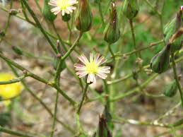 Attēlu rezultāti vaicājumam “Lactuca sativa flower”