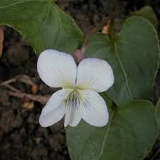 Attēlu rezultāti vaicājumam “Viola sororia”