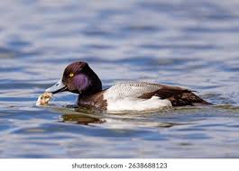 Image result for Aythya affinis