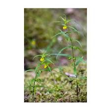 Attēlu rezultāti vaicājumam “Melampyrum sylvaticum flower”