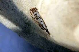 Attēlu rezultāti vaicājumam “Catoptria falsella”