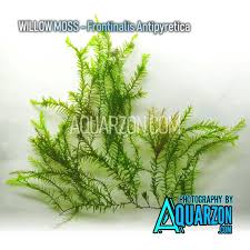 Attēlu rezultāti vaicājumam “Fontinalis antipyretica”