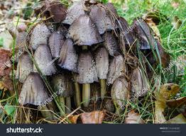 Attēlu rezultāti vaicājumam “Coprinus atramentarius”