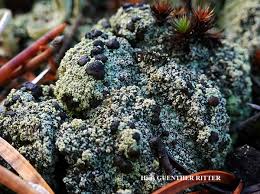 Attēlu rezultāti vaicājumam “Trapeliopsis granulosa”