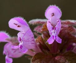 Attēlu rezultāti vaicājumam “Lamium”