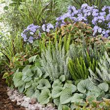 Image result for Brunnera `Jack Frost`