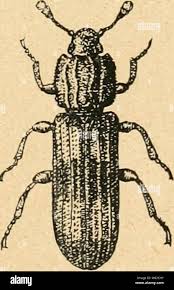 Attēlu rezultāti vaicājumam “Glischrochilus quadripunctatus imago”