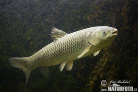 Image result for Ctenopharyngodon idella