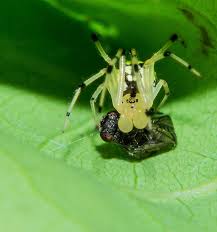 Attēlu rezultāti vaicājumam “Phylloneta sp.”
