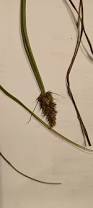 Attēlu rezultāti vaicājumam “Carex vulpina”