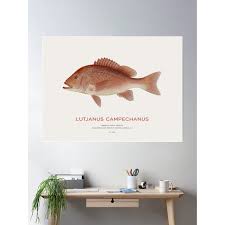 Image result for Lutjanus campechanus