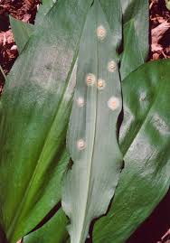 Attēlu rezultāti vaicājumam “Puccinia sessilis”