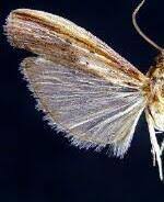 Attēlu rezultāti vaicājumam “Hypochalcia ahenella”