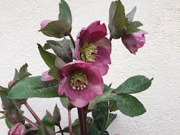 Image result for Christrose