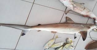 Image result for Carcharhinus amblyrhynchos