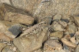 Attēlu rezultāti vaicājumam “Myrmeleotettix maculatus”