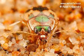 Attēlu rezultāti vaicājumam “Omophron limbatum”