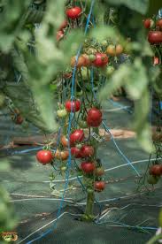 Afbeeldingsresultaat voor brandywine cherry tomato