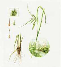 Attēlu rezultāti vaicājumam “Carex pseudocyperus”