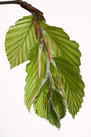 Attēlu rezultāti vaicājumam “Fagus sylvatica leaf”