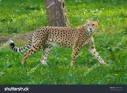 Afbeeldingsresultaat voor cheeta