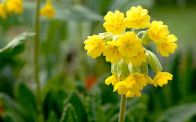 Image result for Schlüsselblumen