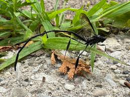 Attēlu rezultāti vaicājumam “Cytilus sericeus”