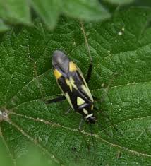 Attēlu rezultāti vaicājumam “Grypocoris sexguttatus imago”