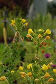 Image result for Nachtkerze