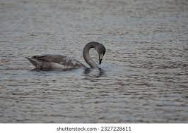 Attēlu rezultāti vaicājumam “Cygnus cygnus juvenile”
