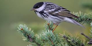 Image result for Dendroica striata