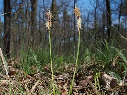 Attēlu rezultāti vaicājumam “Carex ericetorum”
