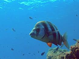 Image result for Diplodus cervinus