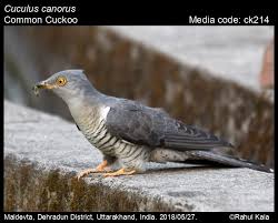 Attēlu rezultāti vaicājumam “Cuculus canorus”