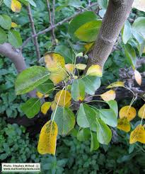 Attēlu rezultāti vaicājumam “Pyrus communis leaf”
