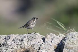 Attēlu rezultāti vaicājumam “Anthus petrosus”