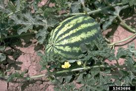 Attēlu rezultāti vaicājumam “Cucurbitaceae”