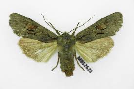 Attēlu rezultāti vaicājumam “Lithophane furcifera”