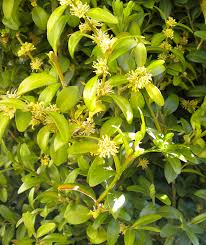 Attēlu rezultāti vaicājumam “Buxus sempervirens flower”