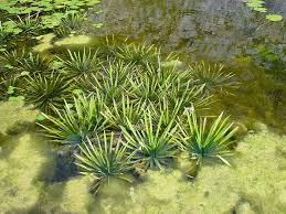 Attēlu rezultāti vaicājumam “Stratiotes aloides”