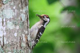 Attēlu rezultāti vaicājumam “Dendrocopos minor”