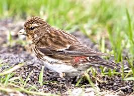 Image result for twite photo
