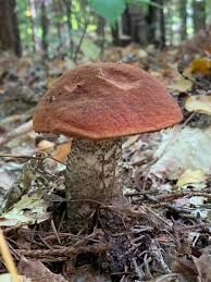 Attēlu rezultāti vaicājumam “Leccinum vulpinum”