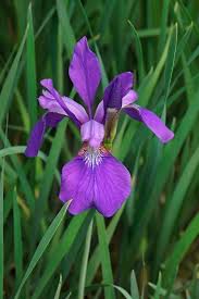 Image result for Iris