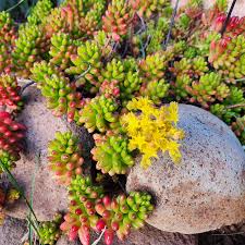 Attēlu rezultāti vaicājumam “Sedum hispanicum fruit”