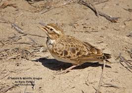 Image result for Melanocorypha bimaculata