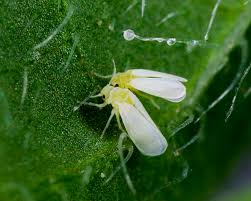 Attēlu rezultāti vaicājumam “Licea pygmaea macro”