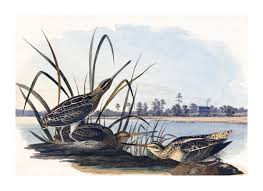 Image result for Gallinago delicata