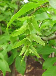Attēlu rezultāti vaicājumam “Carpinus”
