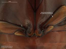 Attēlu rezultāti vaicājumam “Hydaticus transversalis”